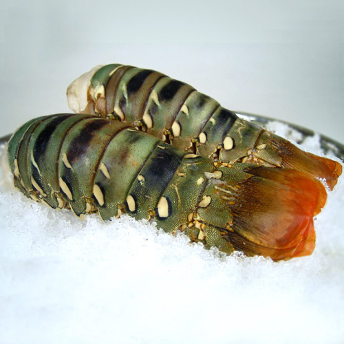 Rock Lobster Tail